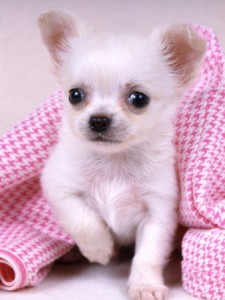 1143725white-chihuahua-puppy-under-a-pink-blanket-posters.jpg